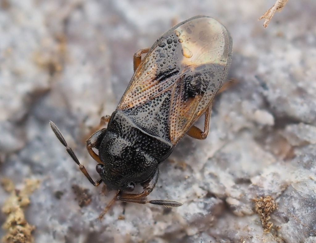 Skinnende Klitfrøtæge (Megalonotus praetextatus)