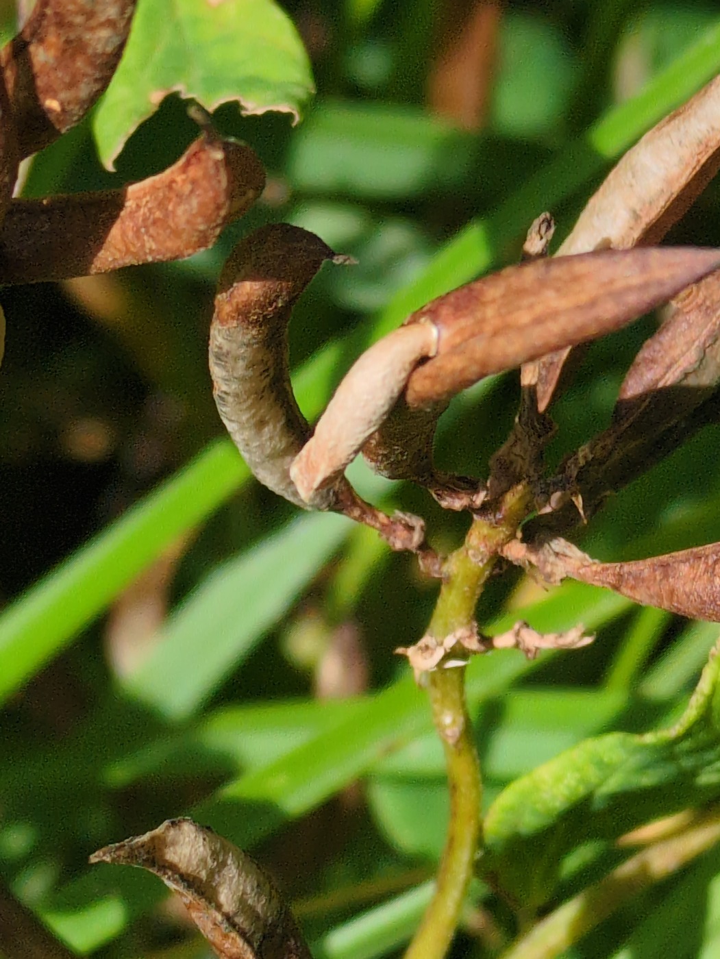 Coleophora gallipennella (Coleophora gallipennella)