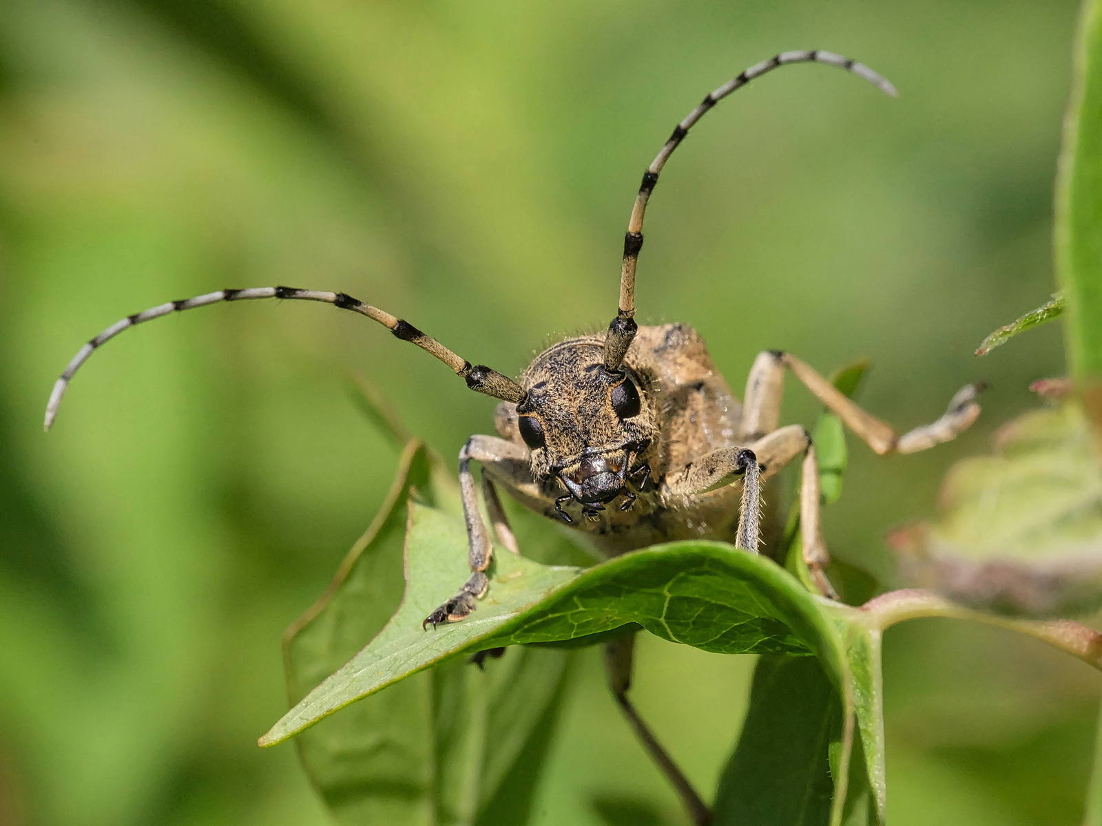 Poppelbuk (Saperda carcharias)