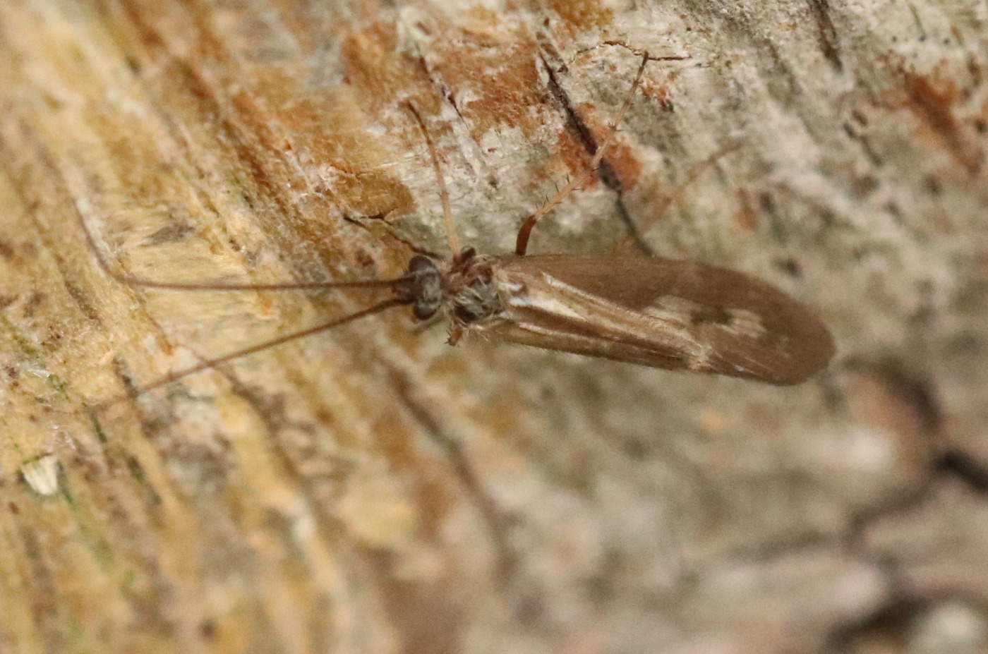 Rhadicoleptus alpestris (Rhadicoleptus alpestris)