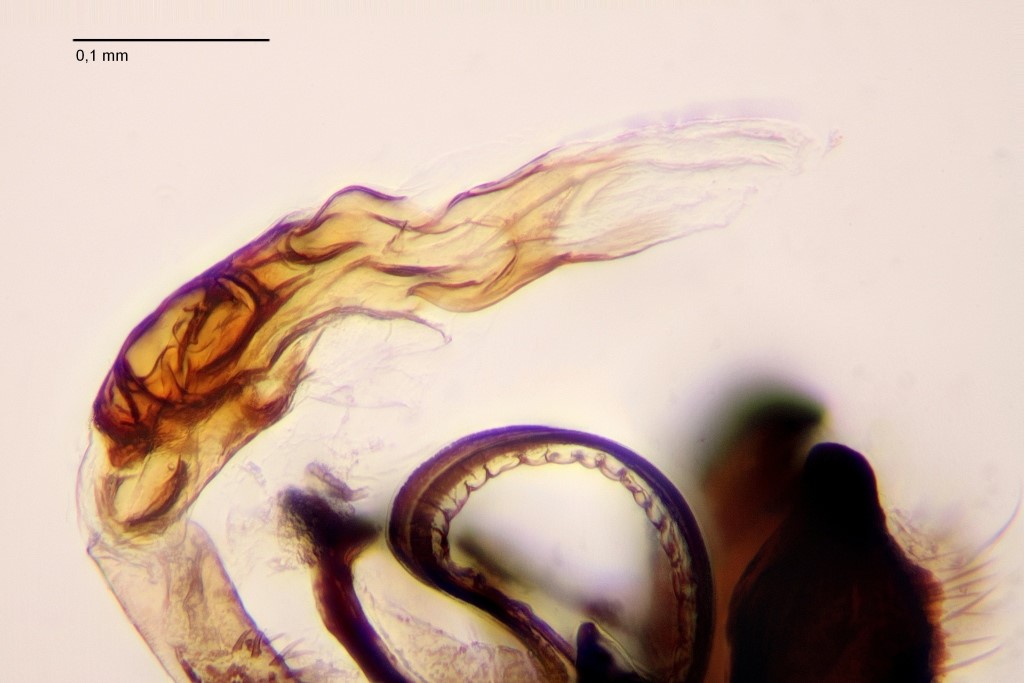 Campiglossa punctella (Campiglossa punctella)