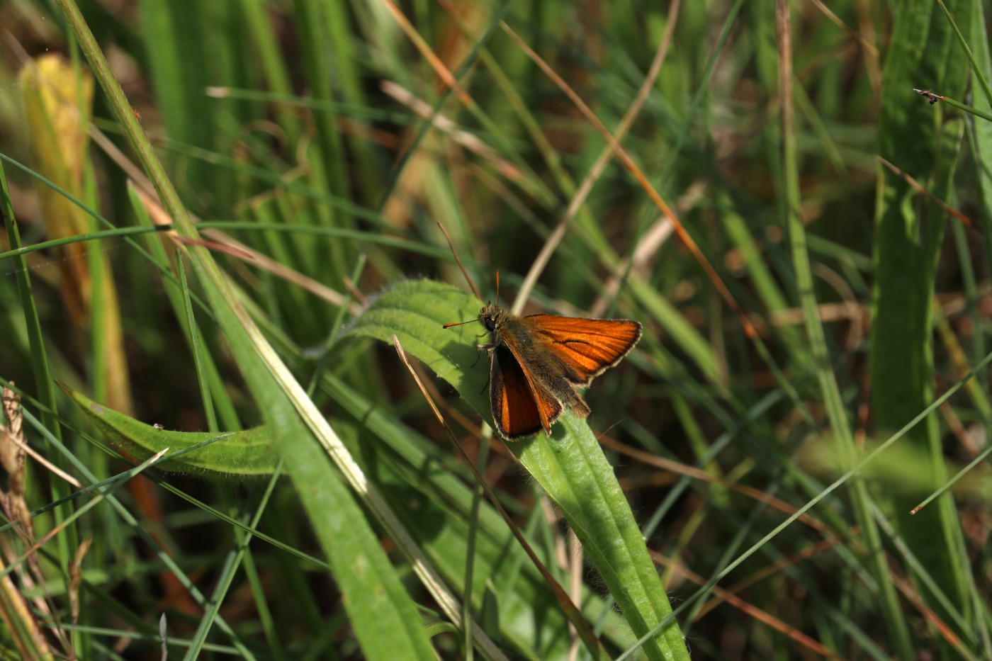 Bredpandefamilien ubest. (Hesperiidae indet.)