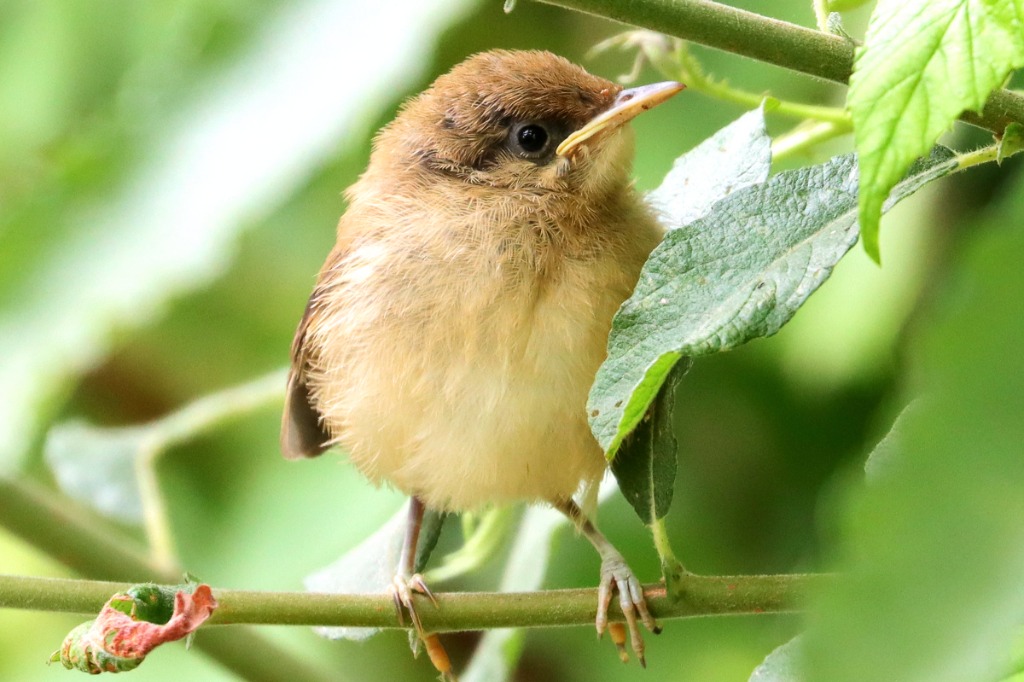 Munk (Sylvia atricapilla)