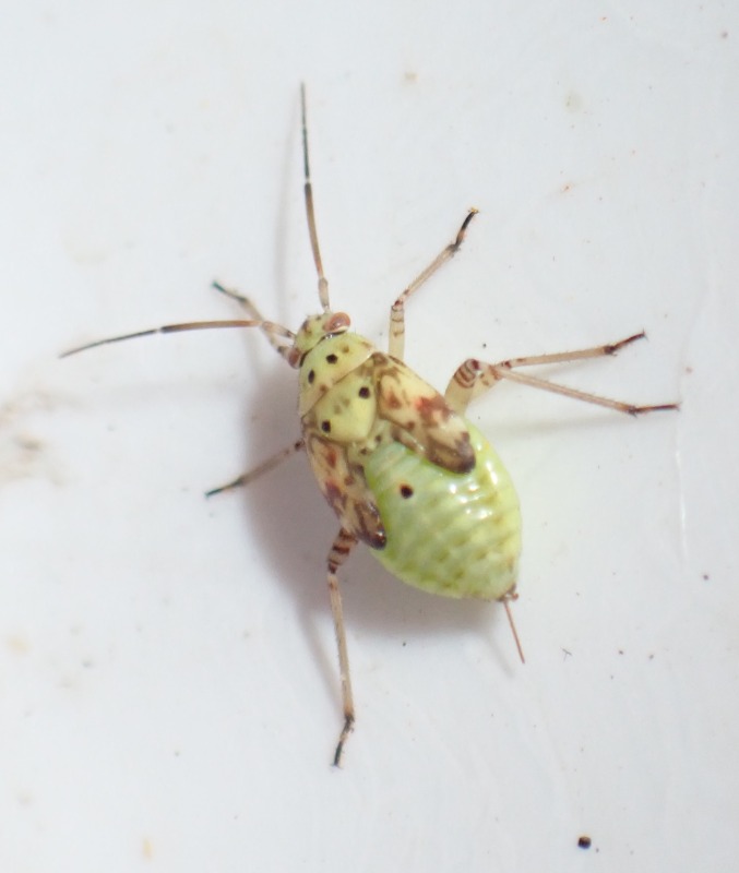 Lygus sp. (Lygus sp.)