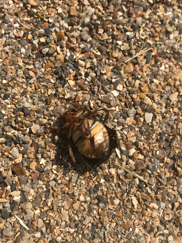 Brillevandkalv (Dytiscus circumcinctus)