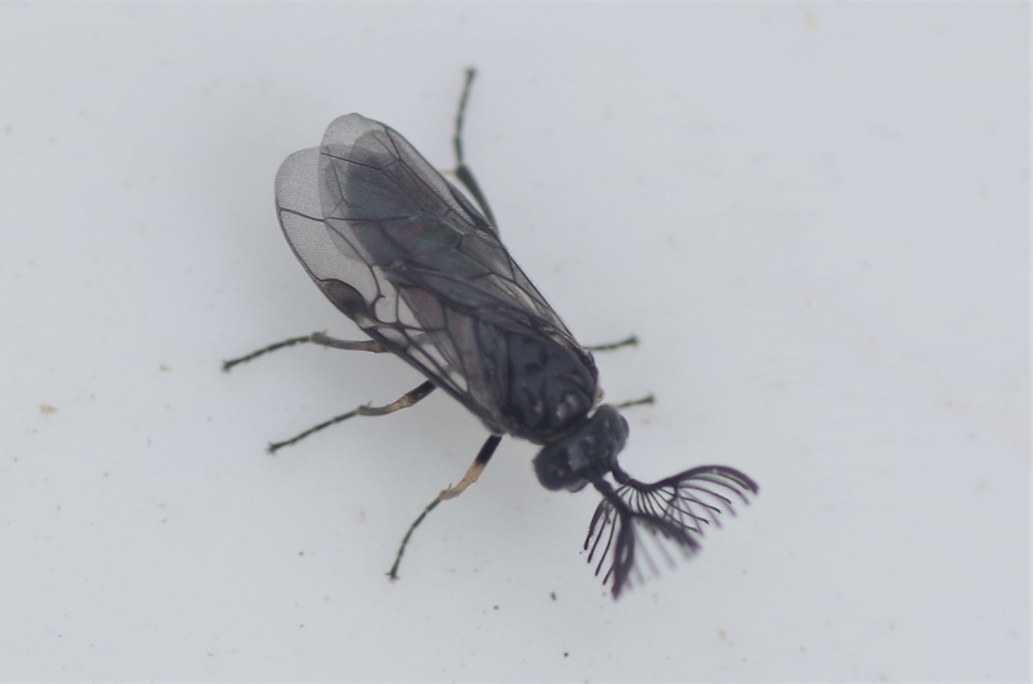 Monoctenus juniperi (Monoctenus juniperi)