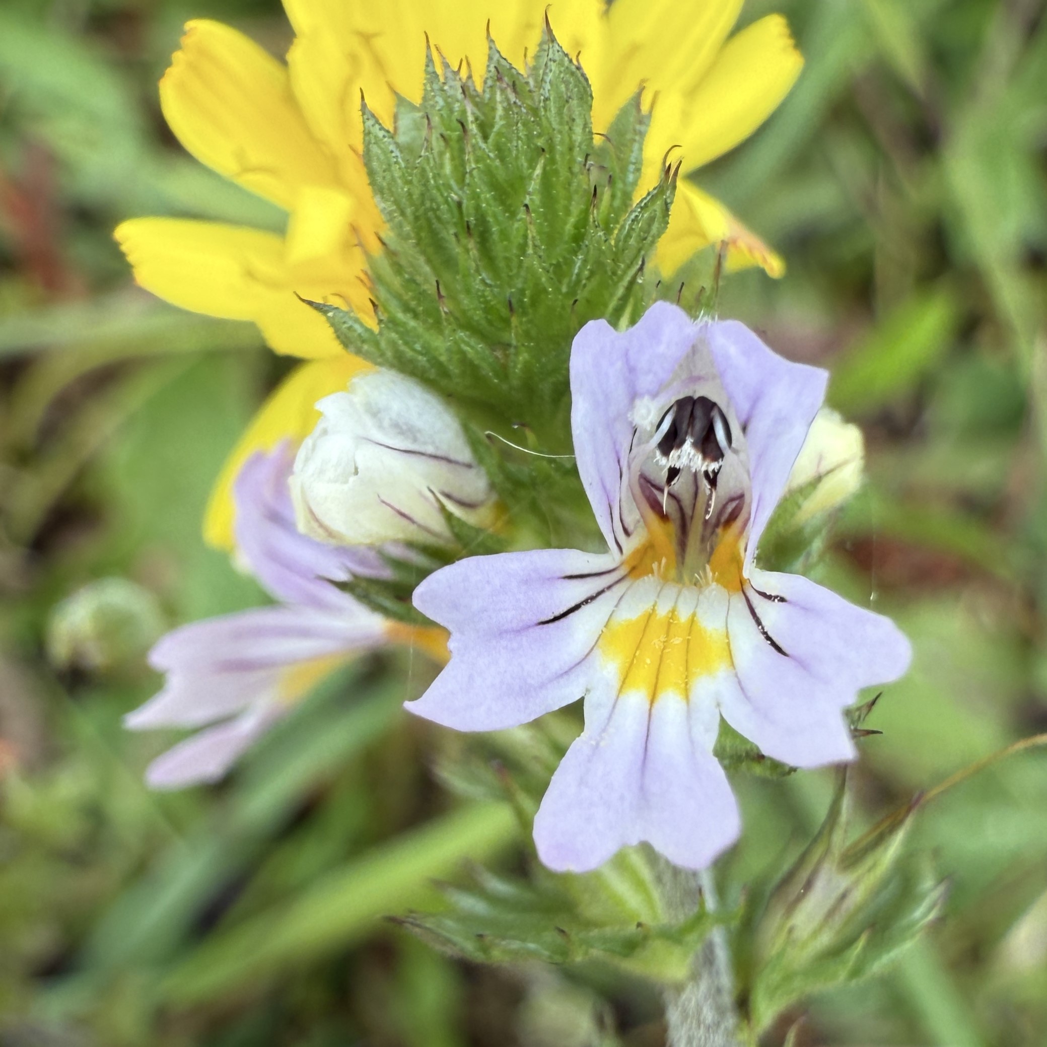 Spids Øjentrøst (Euphrasia stricta var. stricta)