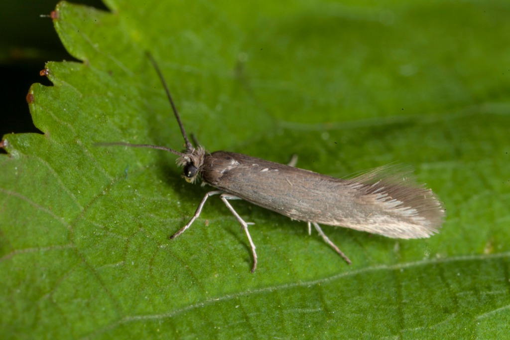 Ocnerostoma friesei (Ocnerostoma friesei)