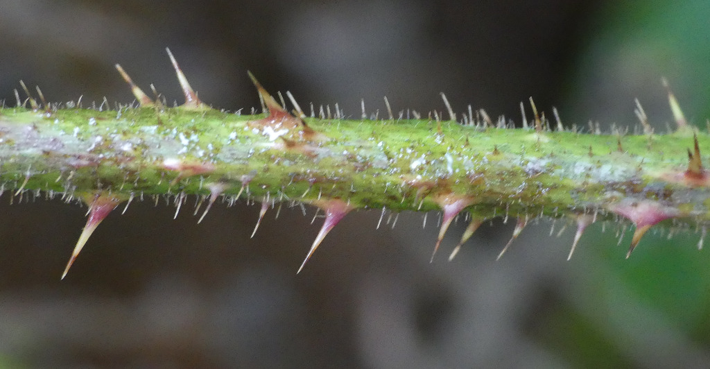 Blegblomstret Brombær (Rubus pallidus)