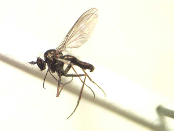 Syntormon denticulatum (Syntormon denticulatum)