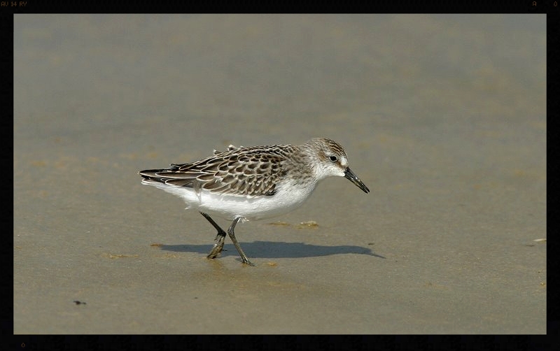 Tyknæbbet Dværgryle (Calidris pusilla)
