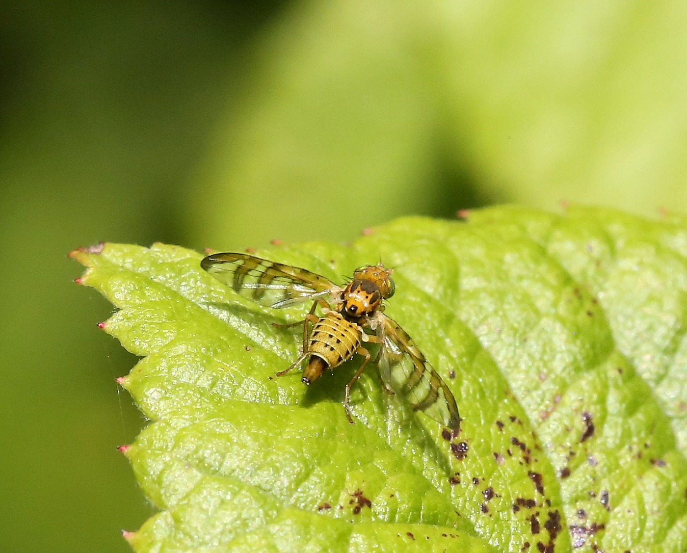 Chaetostomella cylindrica (Chaetostomella cylindrica)