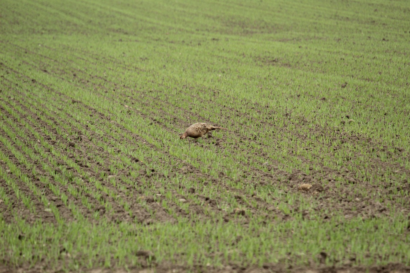 Fasan (Phasianus colchicus)