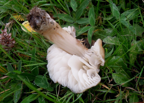 Jensens Vokshat (Neohygrocybe ingrata)