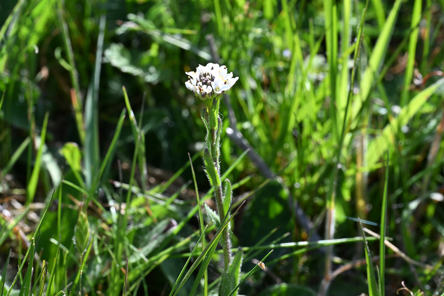 Stivhåret Kalkkarse ubest. var. (Arabis hirsuta var. indet.)