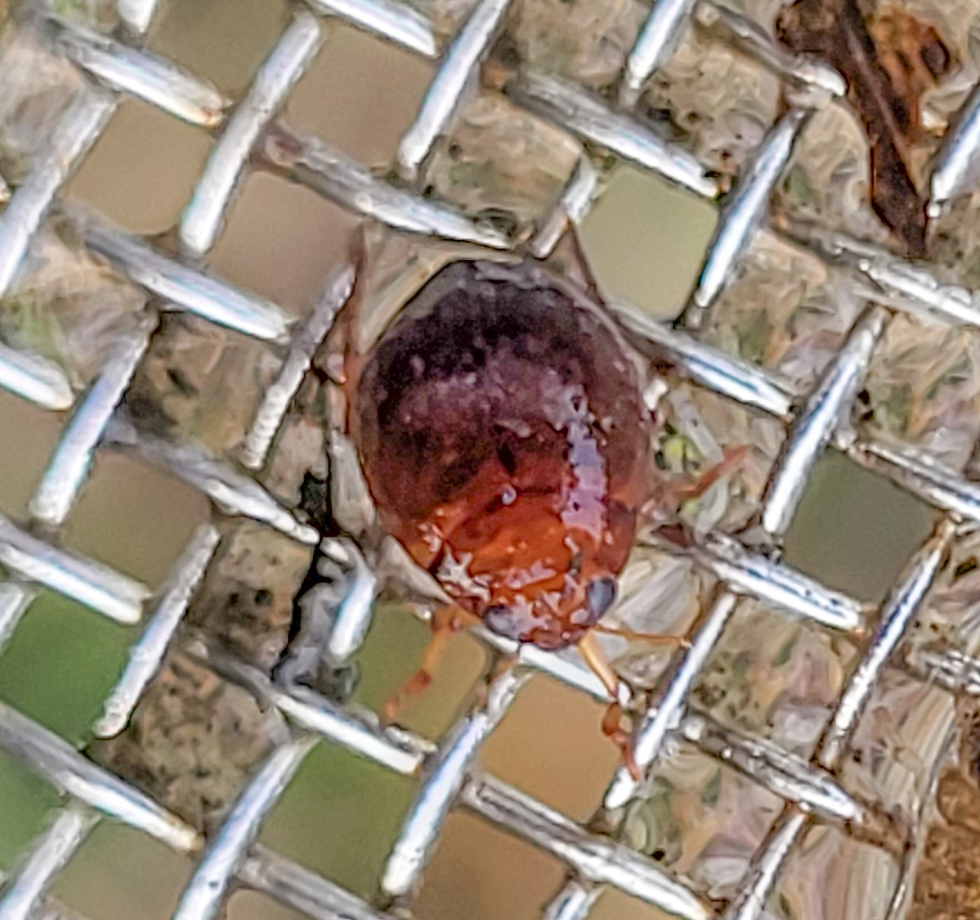 Rød Kuglevandkalv (Hyphydrus ovatus)