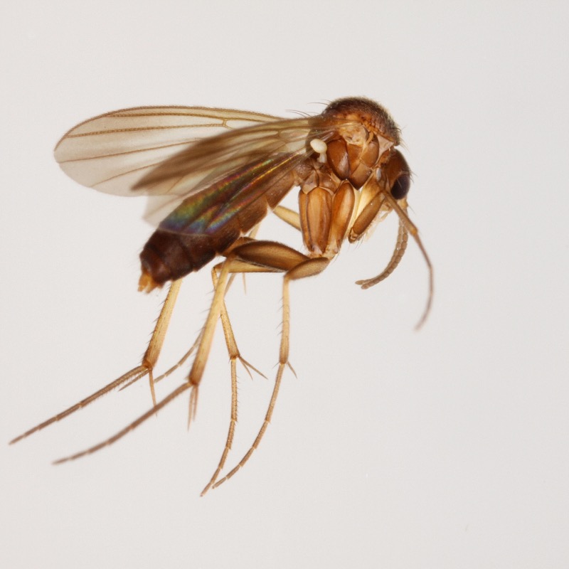 Macrobrachius kowarzii (Macrobrachius kowarzii)