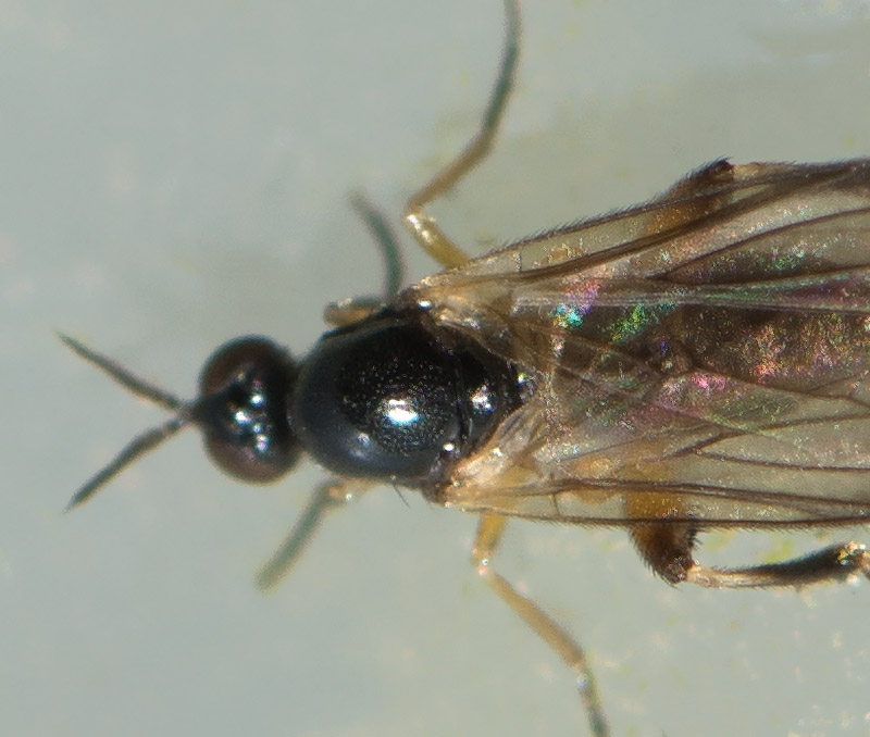 Oedalea zetterstedti (Oedalea zetterstedti)