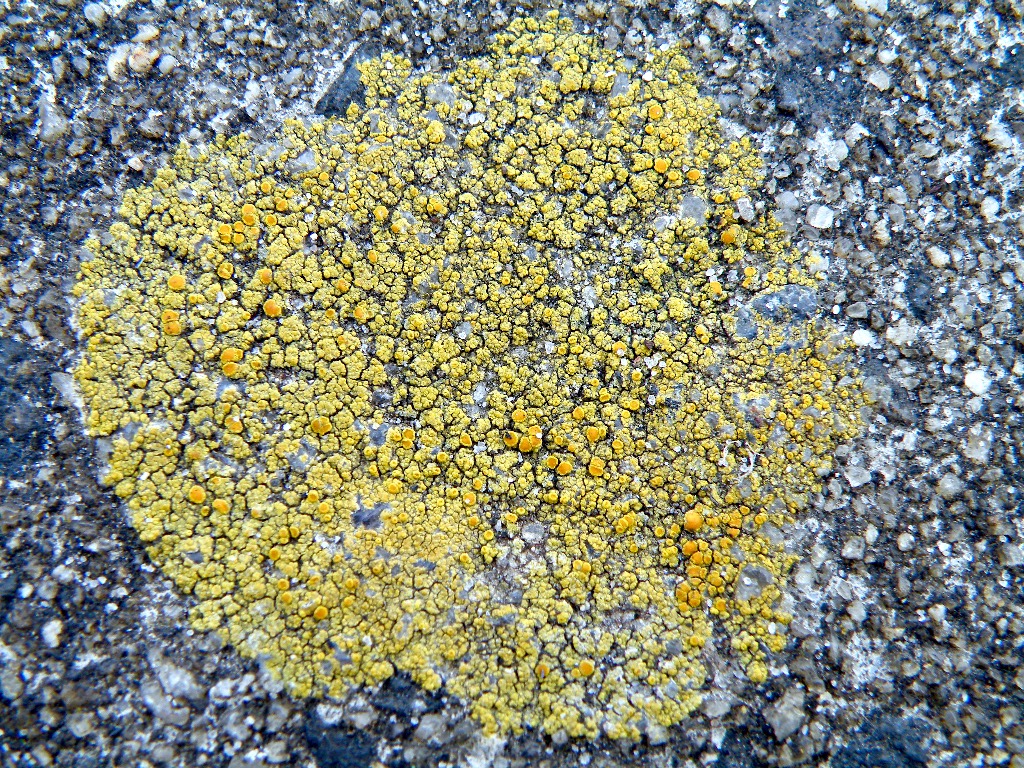 Flavoplaca arcis (Flavoplaca arcis)