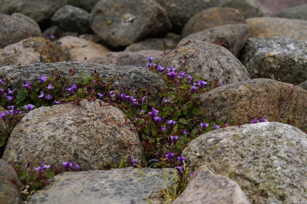 Håret Torskemund (Cymbalaria pallida)