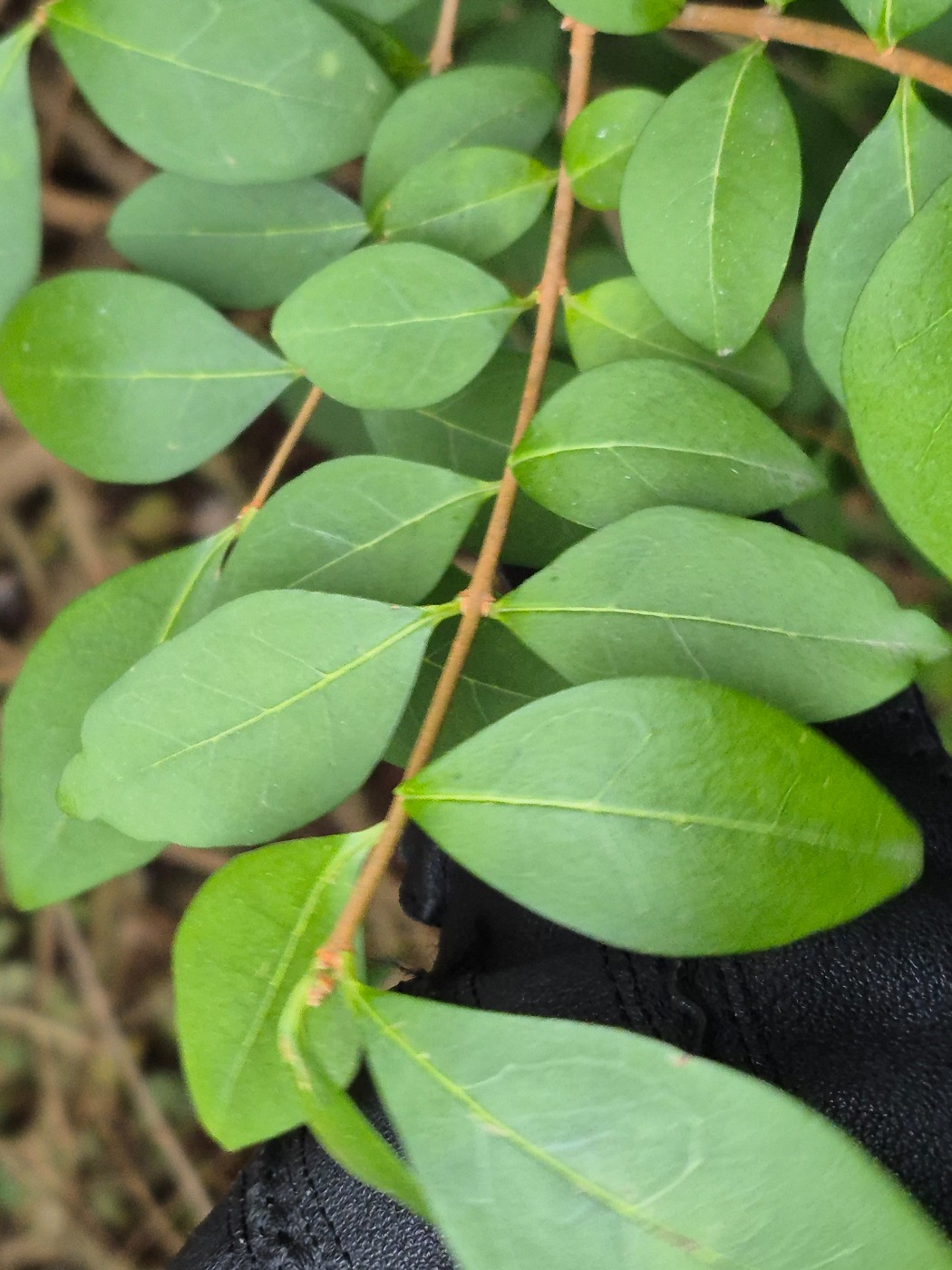 Storbladet Liguster (Ligustrum ovalifolium)