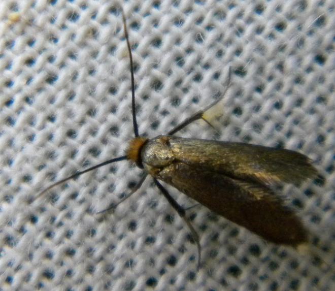 Forglemmigejlanghornsmøl (Cauchas rufifrontella)