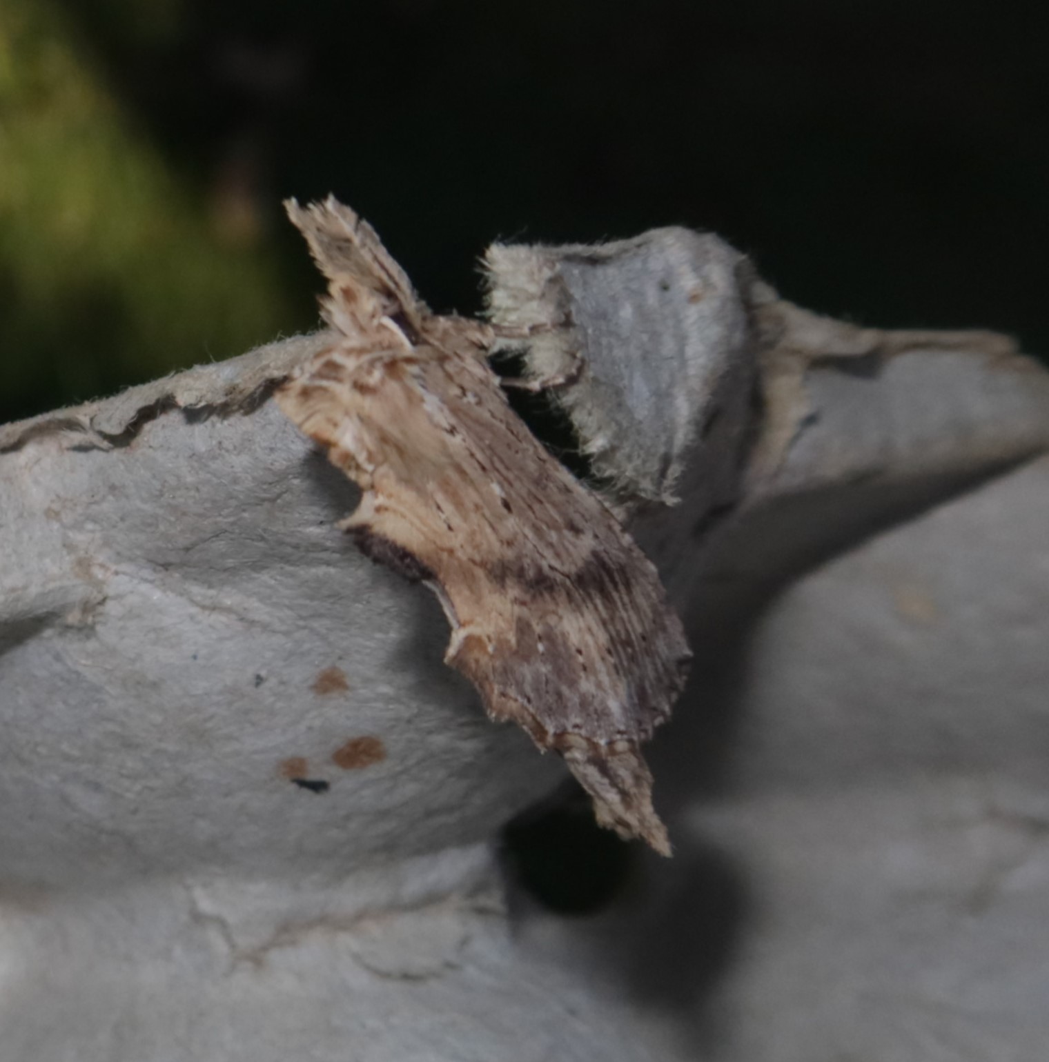 Palpetandspinder (Pterostoma palpina)