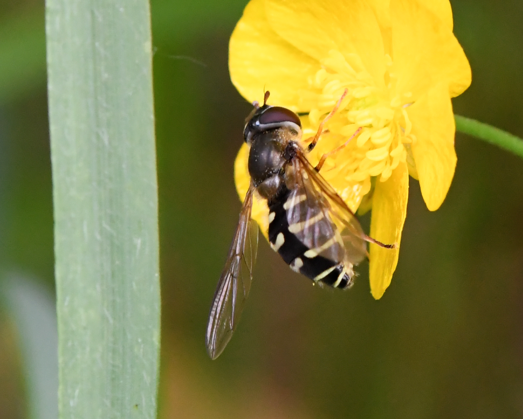 Mørk Skovsvirreflue (Dasysyrphus neovenustus)
