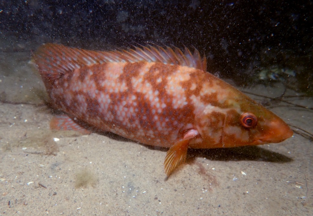 Berggylte (Labrus bergylta)