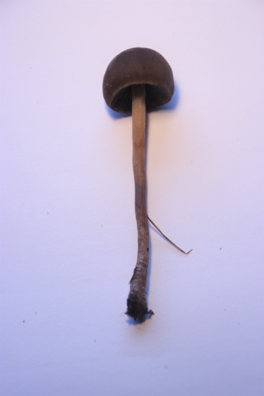 Svamp ubest. (Fungi indet.)