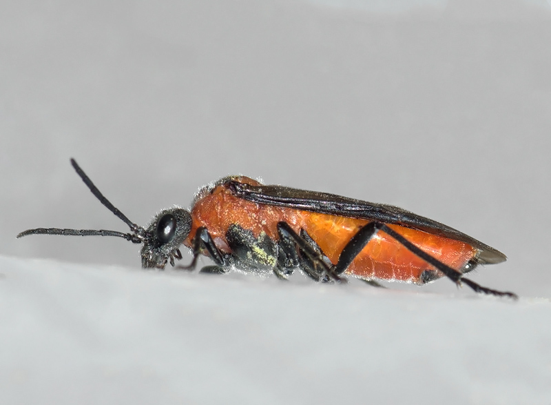 Dolerus triplicatus (Dolerus triplicatus)