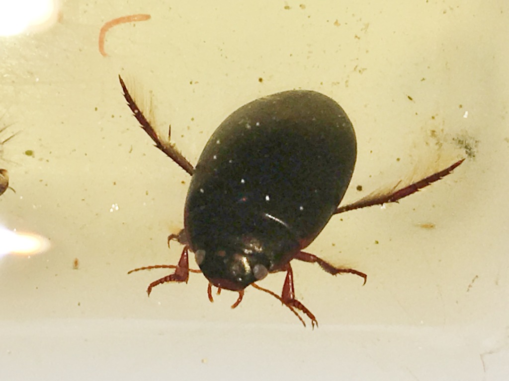 Ilybius erichsoni (Ilybius erichsoni)