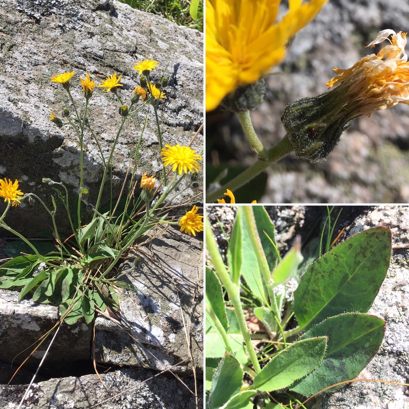 Blågrøn Høgeurt (Hieracium caesium)