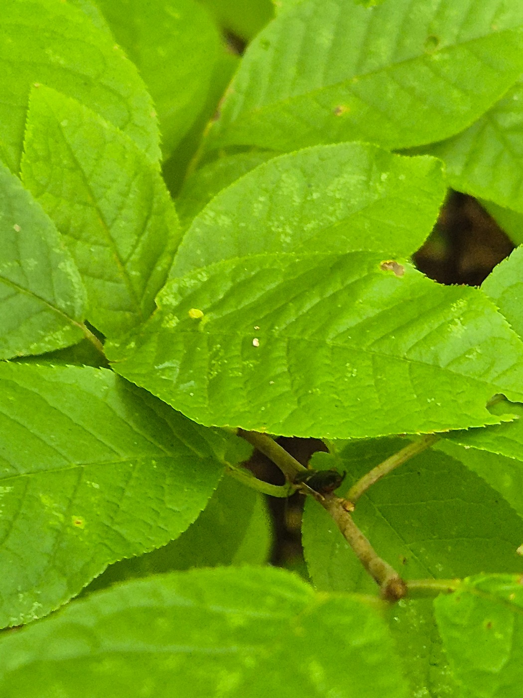 Hægpunggalmide (Phyllocoptes eupadi)