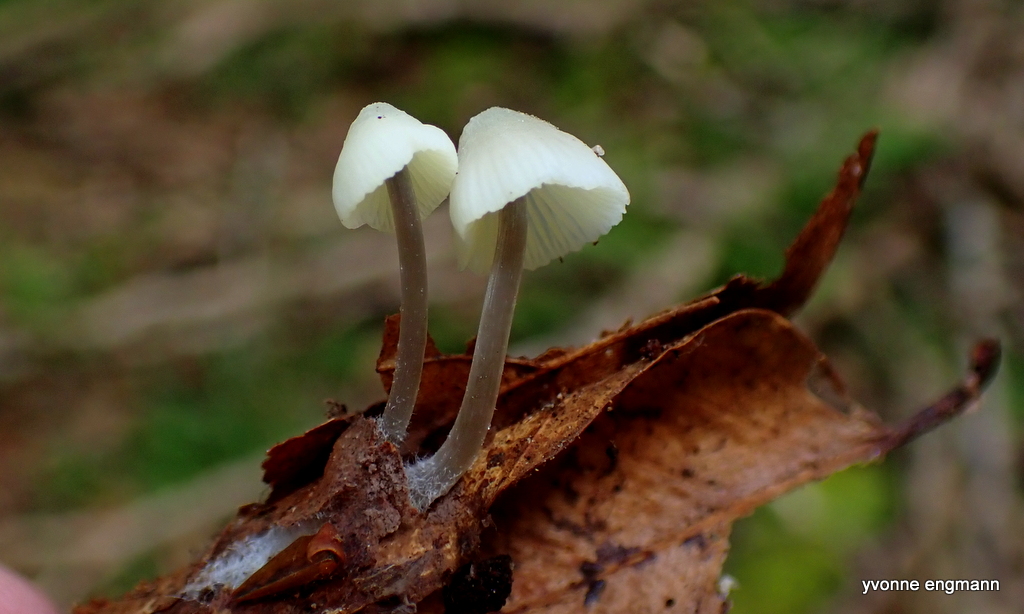 Grågul Huesvamp (Mycena flavescens)