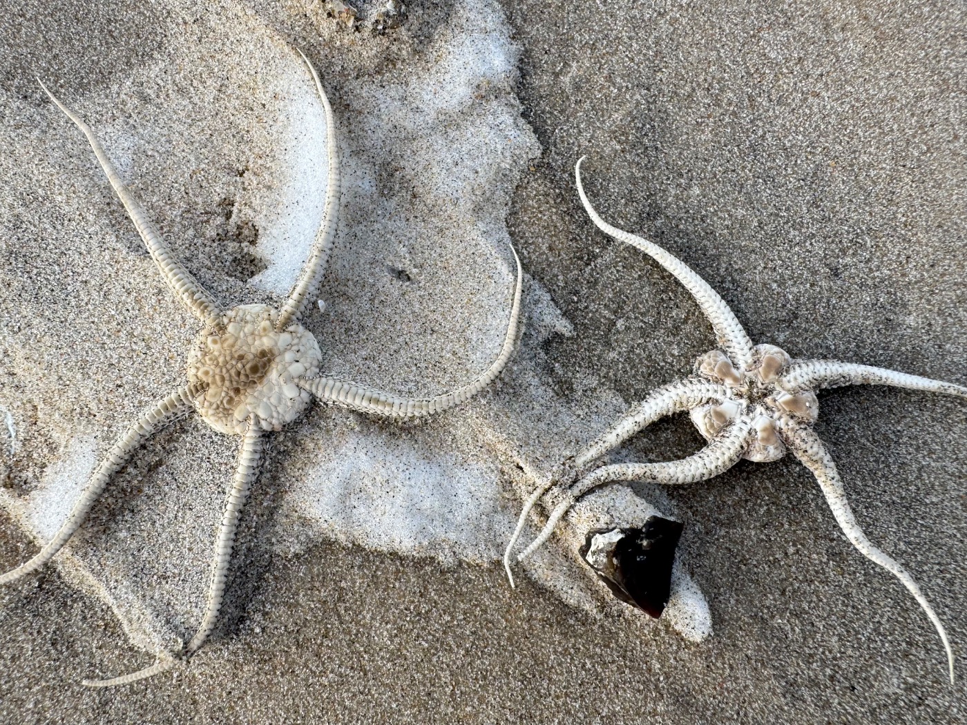 Almindelig Slangestjerne (Ophiura albida)