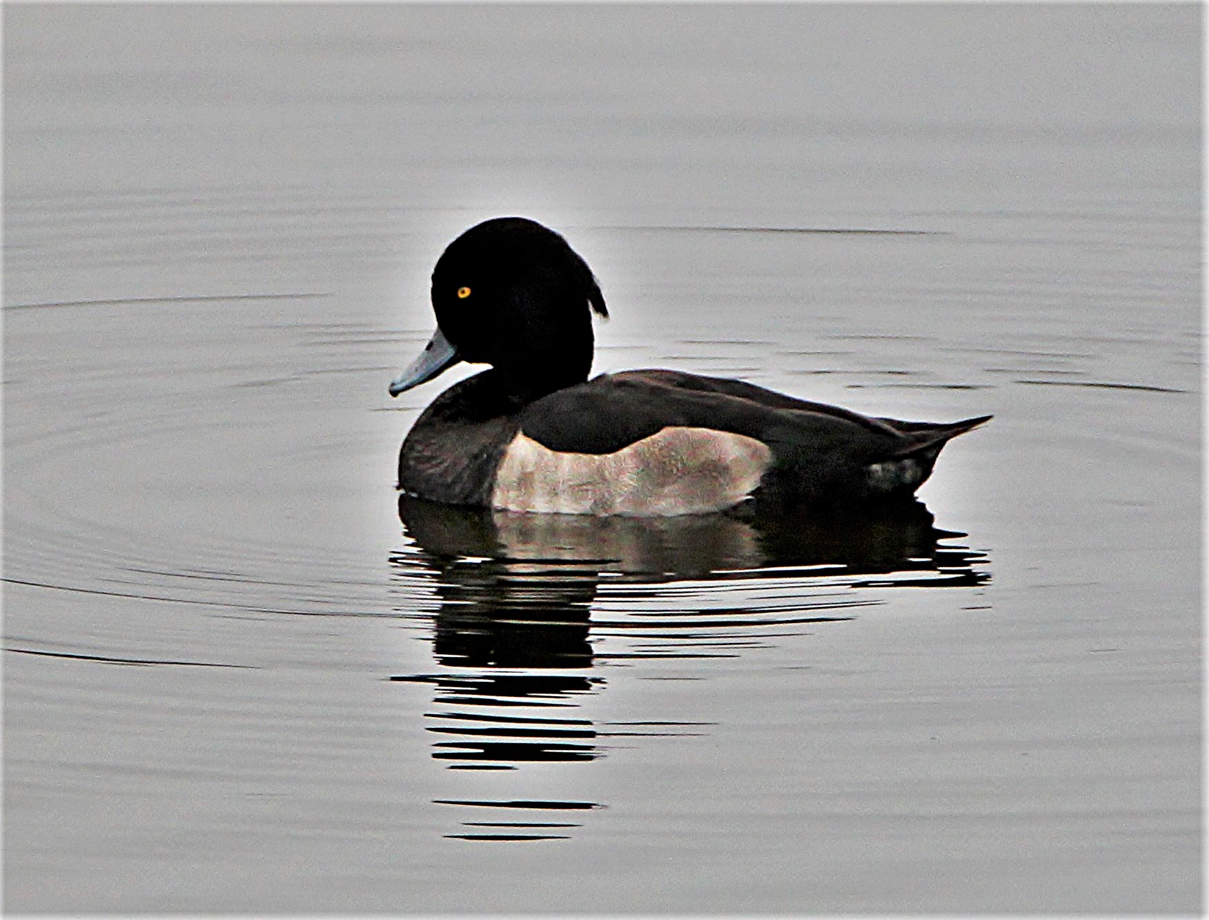 Troldand (Aythya fuligula)