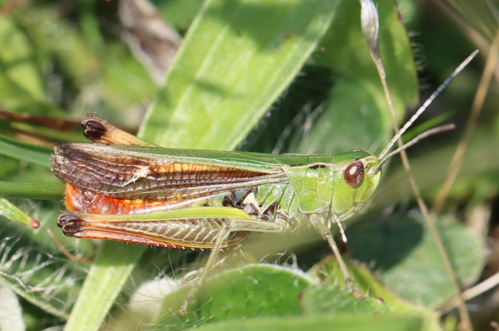 Stenobothrus lineatus (Stenobothrus lineatus)