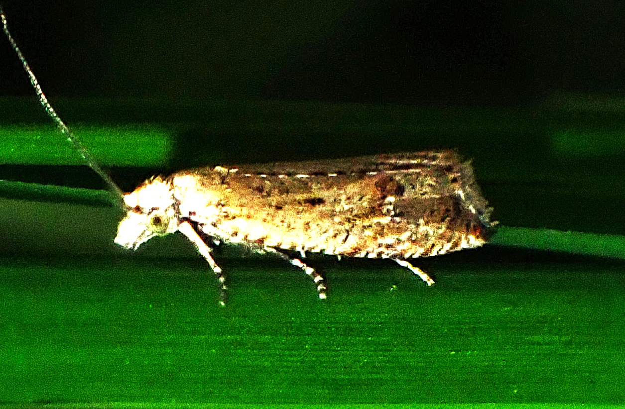 Bactra sp. (Bactra sp.)