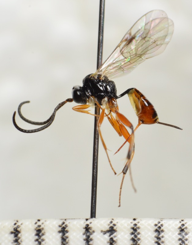 Dichrogaster liostylus (Dichrogaster liostylus)