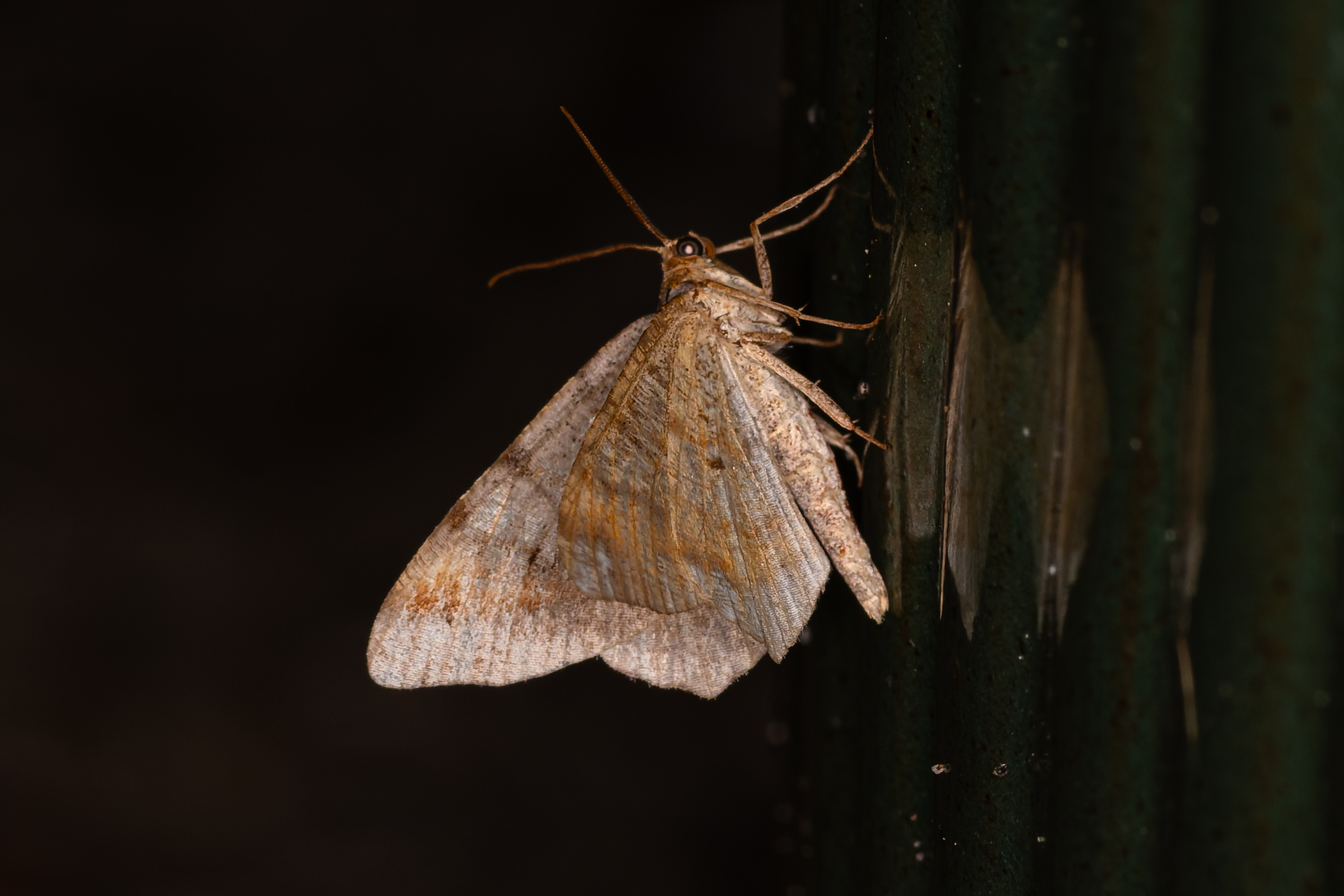 Fyrre-Skovmåler (Macaria liturata)