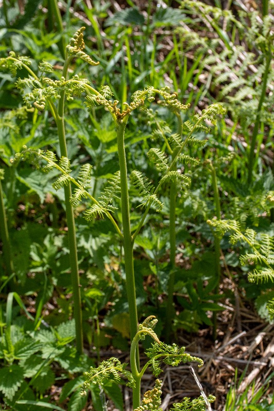 Nordlig Ørnebregne (Pteridium aquilinum ssp. latiusculum)