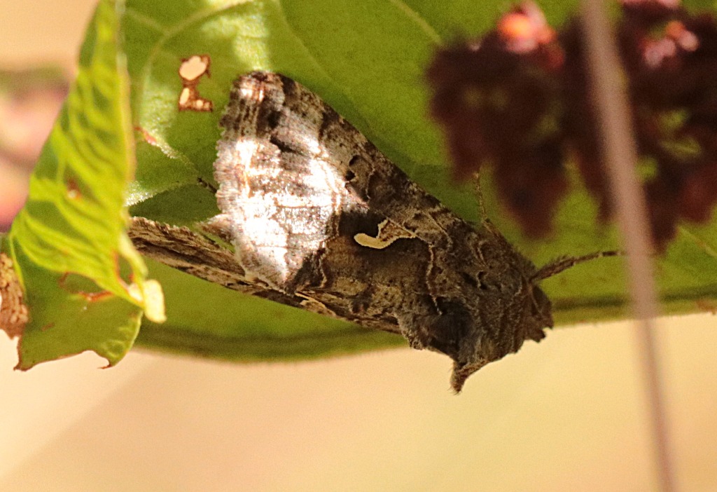 Gammaugle (Autographa gamma)