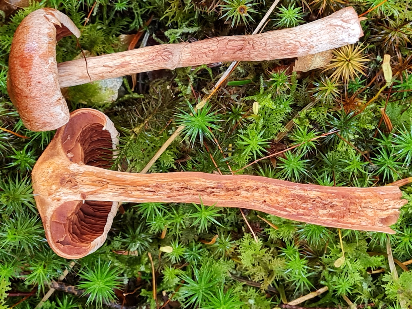 Teglbladet Slørhat (Cortinarius laniger)