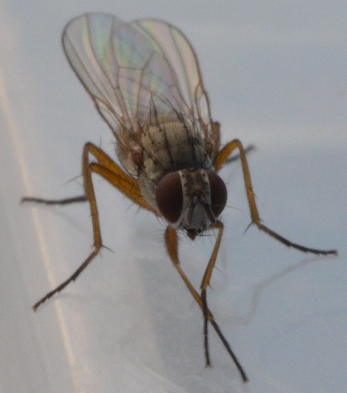 Coenosia testacea (Coenosia testacea)