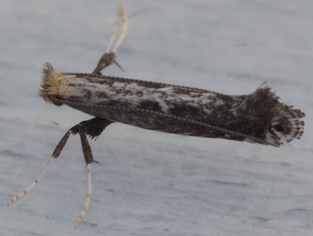 Parornix sp. (Parornix sp.)