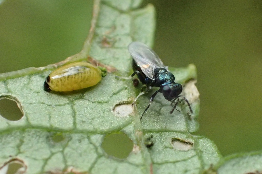 Entedoninae ubest. (Entedoninae indet.)