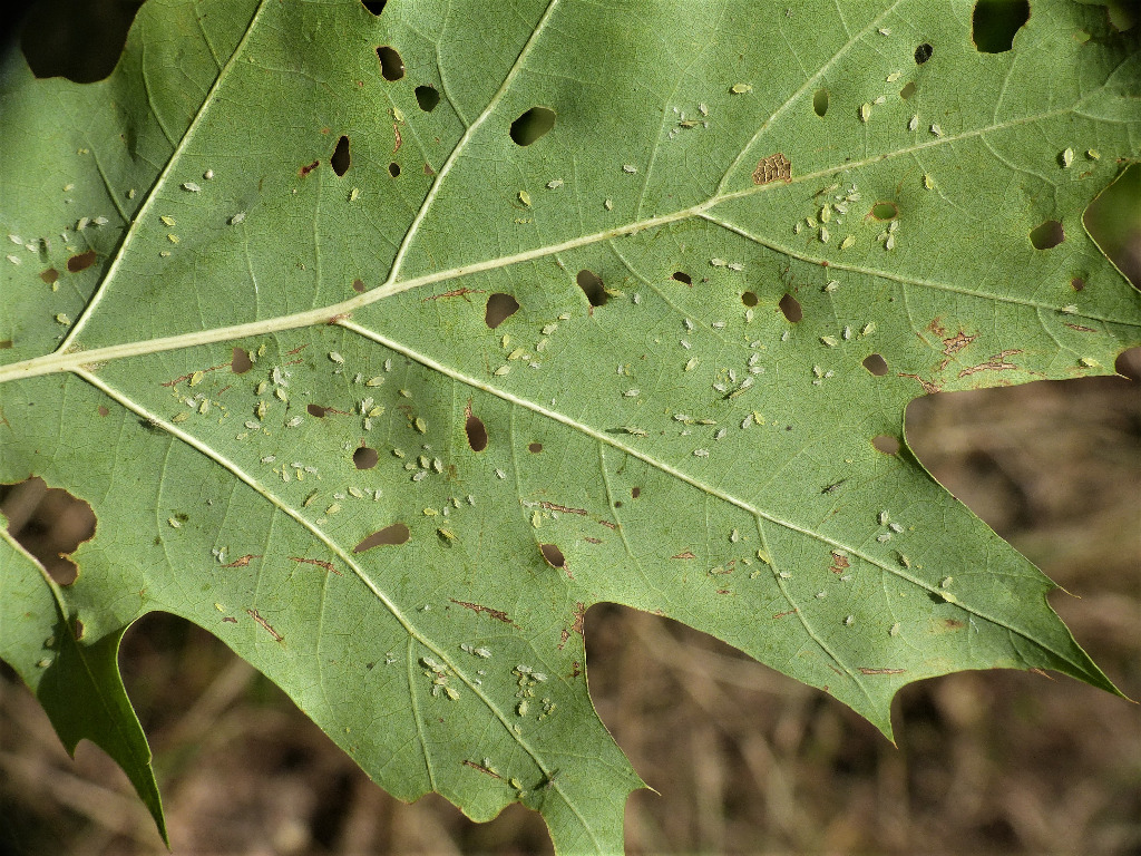Rødegbladlus (Myzocallis walshii)