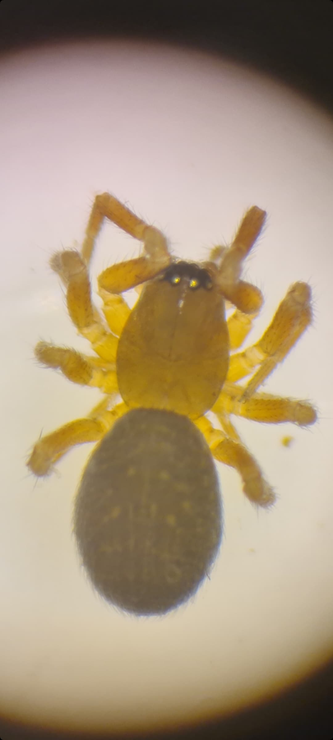 Tapinocyba praecox (Tapinocyba praecox)