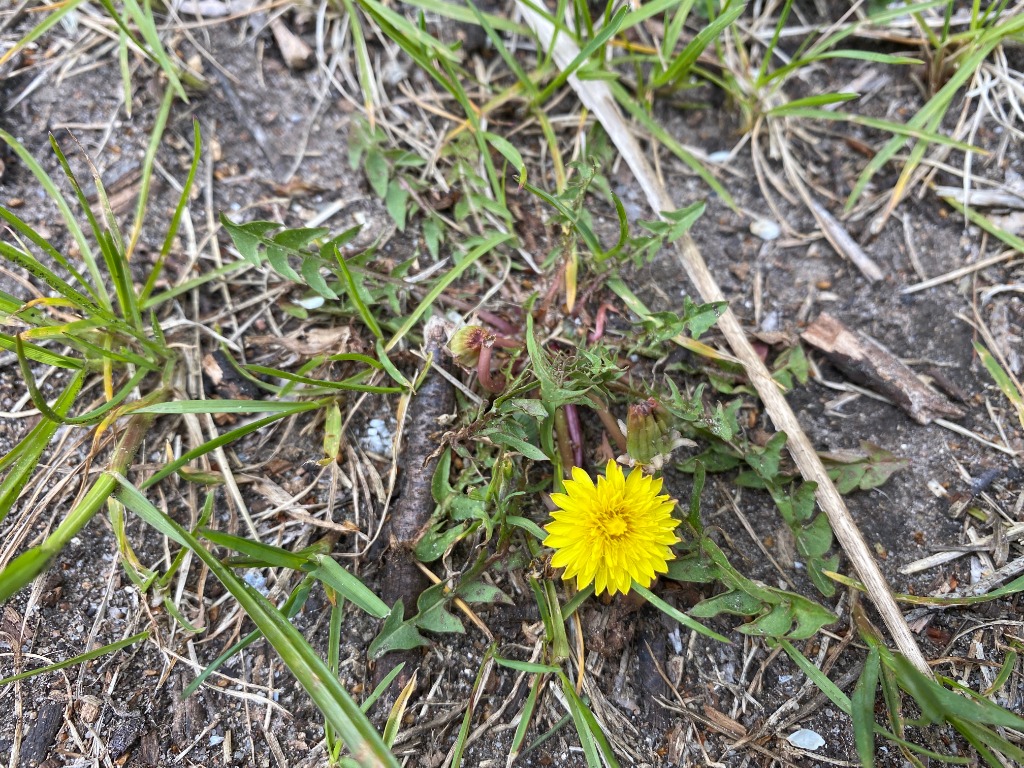 Grov Sandmælkebøtte (Taraxacum fulvum)